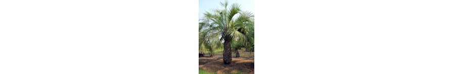 Pindo Palm